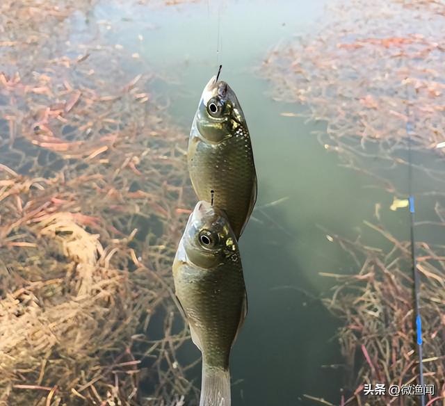 廊坊釣魚網(wǎng)最新魚訊，探索魚類的奧秘與釣魚的樂趣