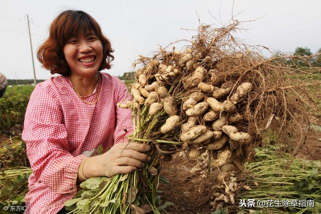 河南花生米最新價(jià)格動(dòng)態(tài)分析